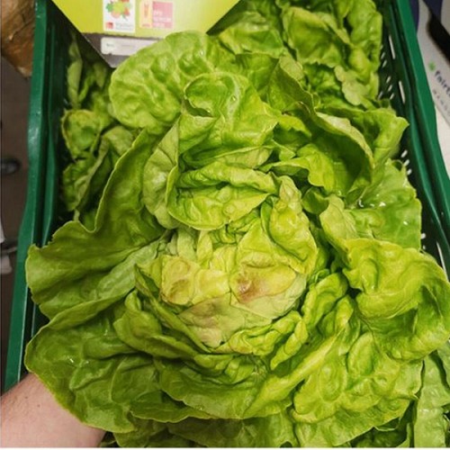 Kopfsalat